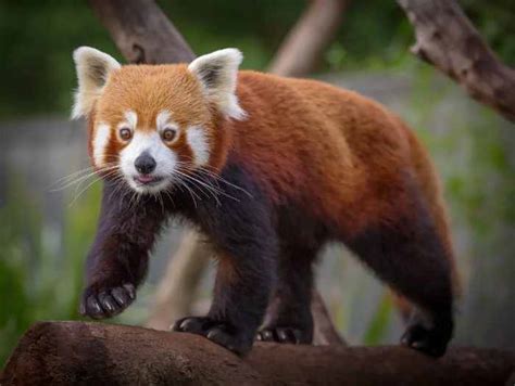 Kızıl Panda (Ailurus fulgens): Özellikleri, Beslenme ve Yaşam Alanı.